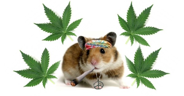 cannabis-hamster.jpg