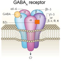 gaba alcohol receptor